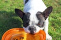 French bulldog playing dog toy Royalty Free Stock Photo