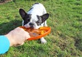 French bulldog playing dog toy Royalty Free Stock Photo