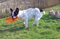 French bulldog playing dog toy Royalty Free Stock Photo