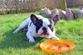 French bulldog playing dog toy Royalty Free Stock Photo