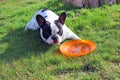 French bulldog playing dog toy Royalty Free Stock Photo