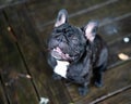 French bulldog playing outside . Royalty Free Stock Photo