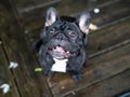 French bulldog playing outside . Royalty Free Stock Photo