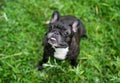 French bulldog playing outside . Royalty Free Stock Photo