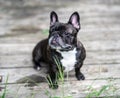 French bulldog playing outside . Royalty Free Stock Photo