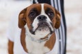 French bulldog, portrait, muzzle close-up