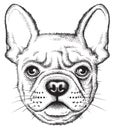 Portrait sketch of a French Bulldog