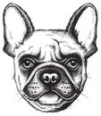 Portrait sketch of a French Bulldog