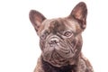 Adult dog isolate on a white background. French bulldog portrait studio macro