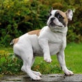 French Bulldog posing in garden