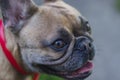 French bulldog posing outside. Purebred bulldog standing. French bulldog portrait Royalty Free Stock Photo