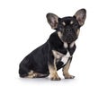 French bulldog pup on white background