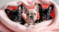 French Bulldog puppies nestled in a colorful fluffy blanket