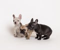 French bulldog puppies photo in studio