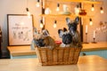 group puppies sitting in a basket