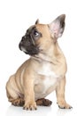 French bulldog puppy Royalty Free Stock Photo