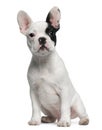 French Bulldog puppy, 3 months old, sitting Royalty Free Stock Photo