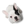 French Bulldog puppy, 3 months old, sitting Royalty Free Stock Photo