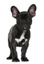 French bulldog puppy, 3 months old, standing Royalty Free Stock Photo