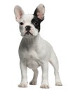 French Bulldog puppy, 3 months old, standing Royalty Free Stock Photo