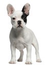 French Bulldog puppy, 3 months old, standing Royalty Free Stock Photo