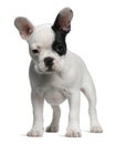 French Bulldog puppy, 3 months old, standing Royalty Free Stock Photo