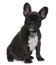 French Bulldog puppy, 4 months old, sitting Royalty Free Stock Photo