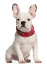 French bulldog puppy, 4 months old, sitting Royalty Free Stock Photo