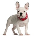 French bulldog puppy, 4 months old, standing Royalty Free Stock Photo