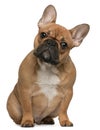 French Bulldog puppy, 5 months old Royalty Free Stock Photo