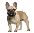 French Bulldog puppy, 7 months old, standing Royalty Free Stock Photo