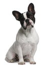 French Bulldog puppy, 8 months old, sitting Royalty Free Stock Photo