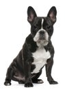 French Bulldog puppy, 8 months old, sitting Royalty Free Stock Photo