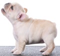 french bulldog puppy Royalty Free Stock Photo