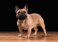 French bulldog puppy on black background with wooden texture