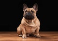 French bulldog puppy on black background with wooden texture