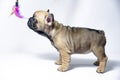 Puppies french bulldogs brown color ukreina