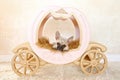 French Bulldog puppy in carriage with crown