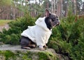 French Bulldog puppy in a coat. Royalty Free Stock Photo