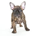 French Bulldog Puppy