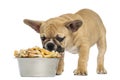 French Bulldog puppy eating from a bowl full of biscuits