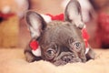 French bulldog puppy face eyes Royalty Free Stock Photo