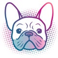 French bulldog puppy face pop art style portrait illustration in bright neon rainbow colors, with halftone dot background,