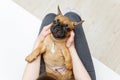 French bulldog puppy on girl knees Royalty Free Stock Photo