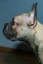 French bulldog puppy. head profile. Portrait of a pet Royalty Free Stock Photo