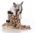 puppy inside cookie jar Royalty Free Stock Photo