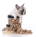 puppy inside cookie jar Royalty Free Stock Photo