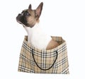 French bulldog Puppy inside shopping bag