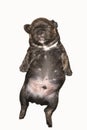 French bulldog puppy on isolate background