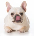 French bulldog Royalty Free Stock Photo